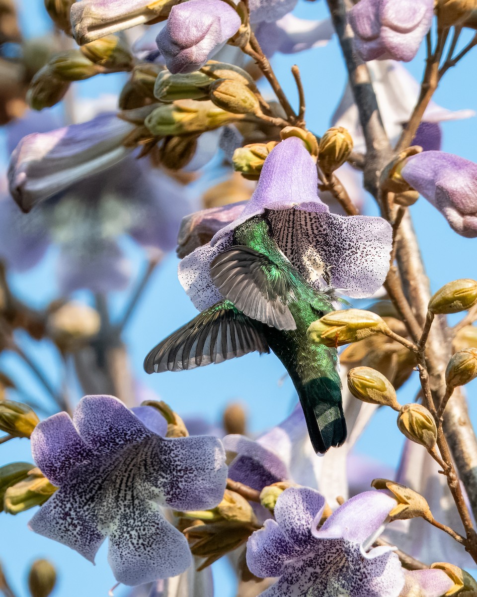 White-throated Hummingbird - ML624082106