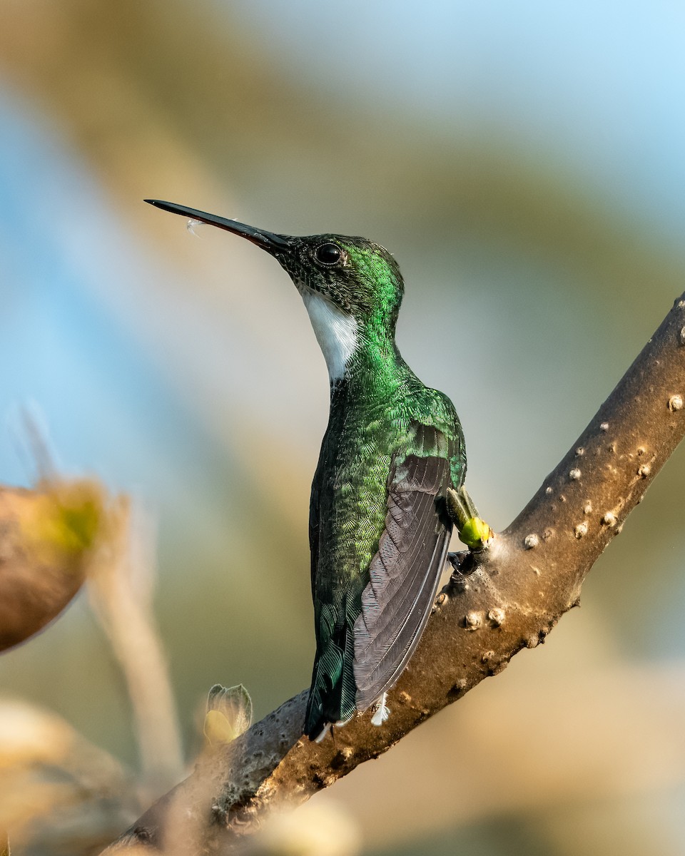 White-throated Hummingbird - ML624082107