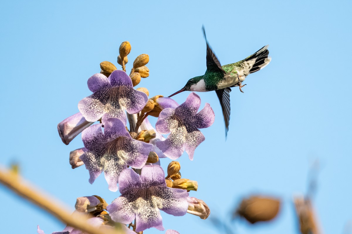 White-throated Hummingbird - ML624082108