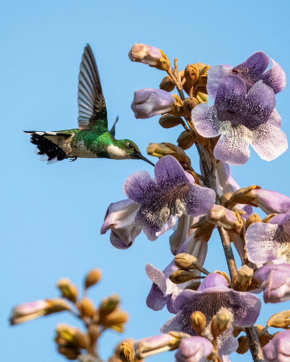 White-throated Hummingbird - ML624082109