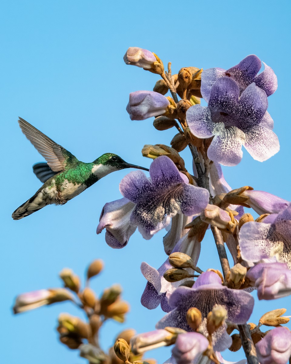 White-throated Hummingbird - ML624082110