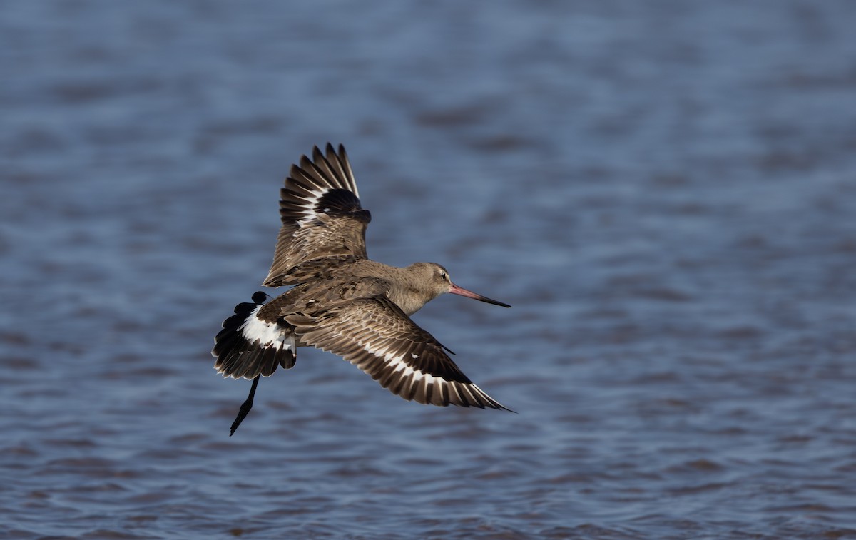 Hudsonian Godwit - ML624082113