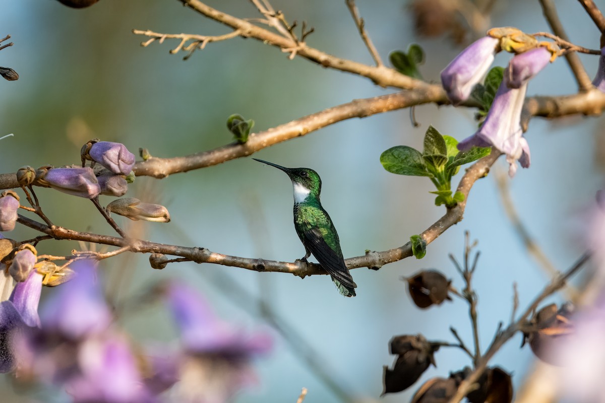 White-throated Hummingbird - ML624082114