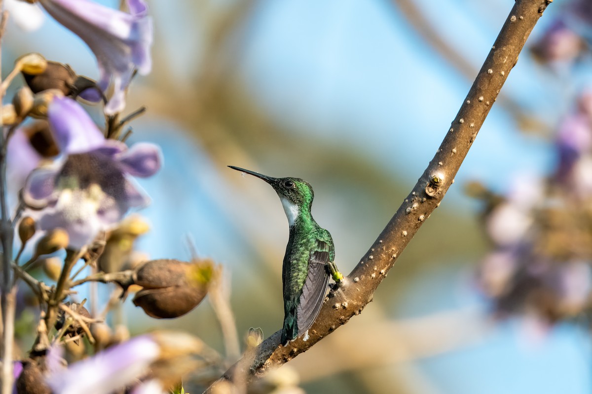 White-throated Hummingbird - ML624082115