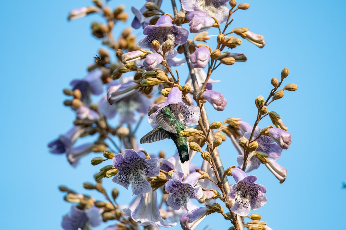 White-throated Hummingbird - ML624082116