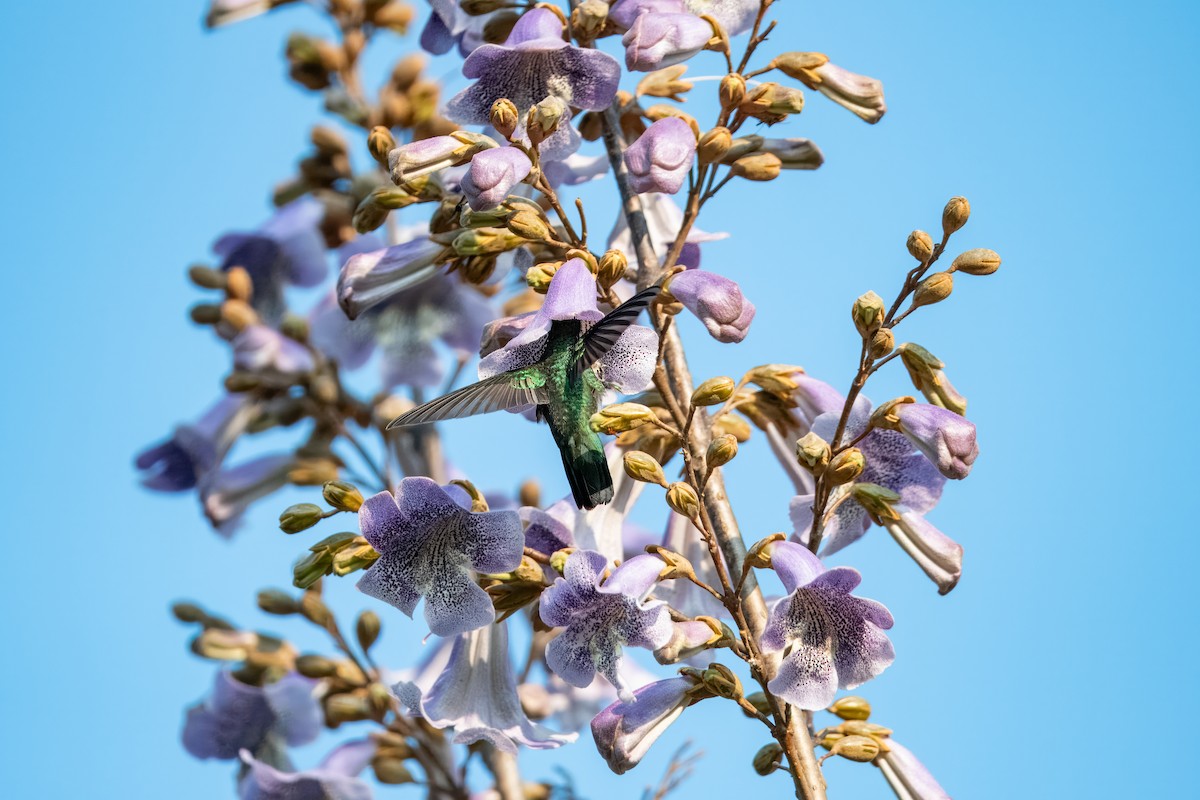 White-throated Hummingbird - ML624082117