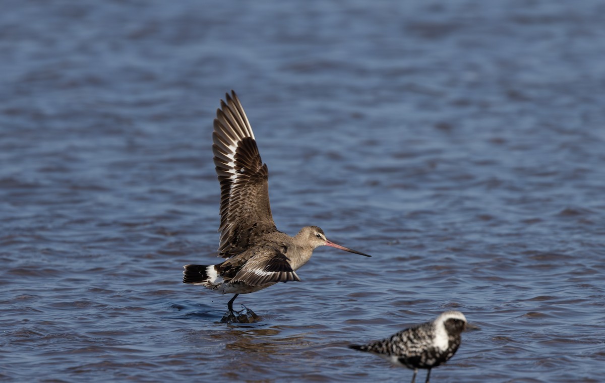 Hudsonian Godwit - ML624082123