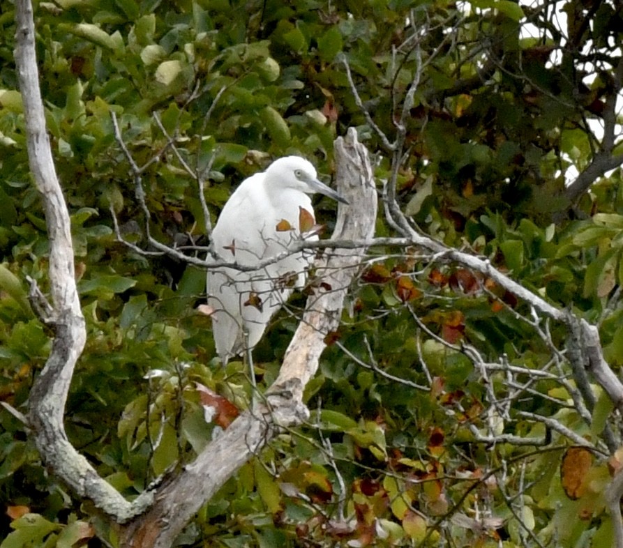 Little Blue Heron - ML624082131