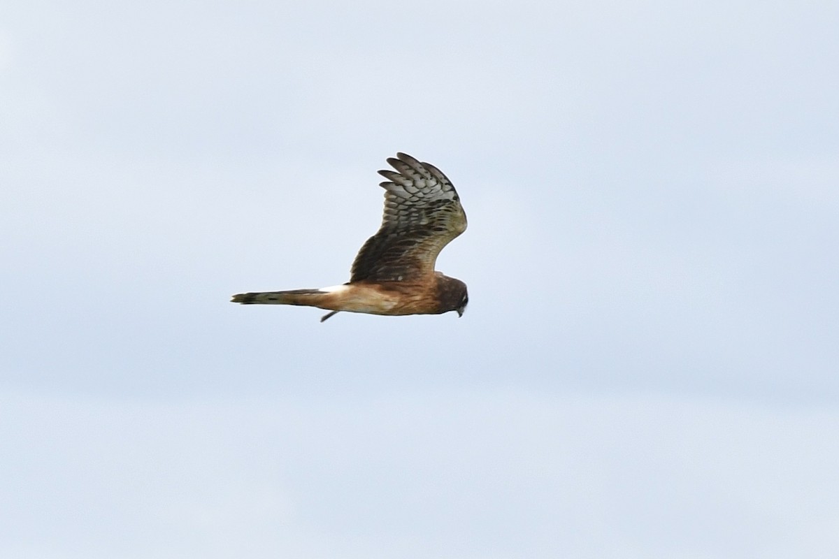 Northern Harrier - ML624082140