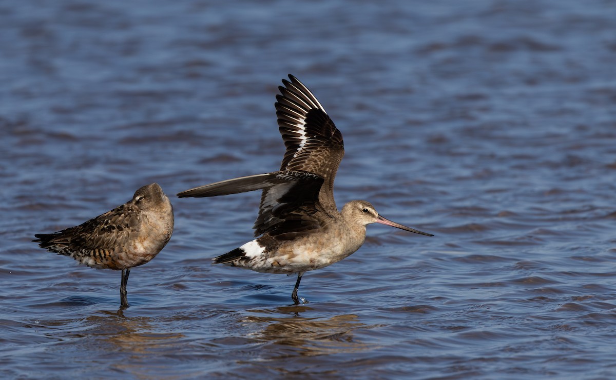 Hudsonian Godwit - ML624082145