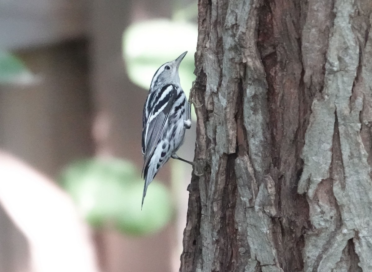 Black-and-white Warbler - Lauren Stranahan