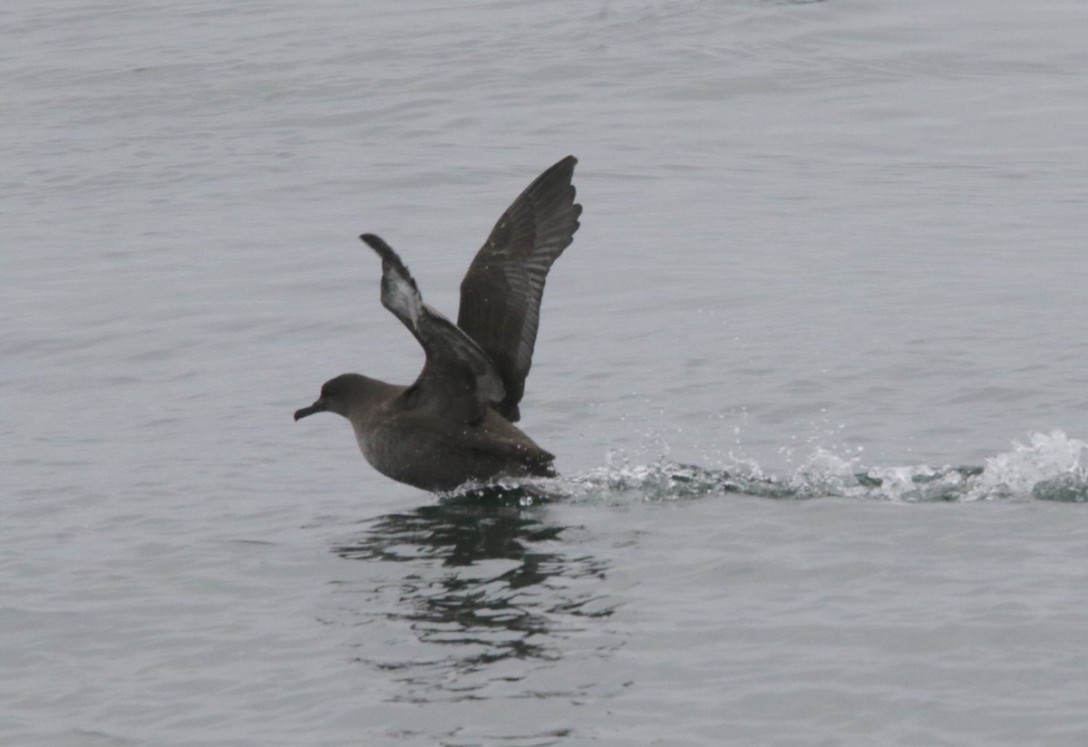 Sooty Shearwater - ML624082159