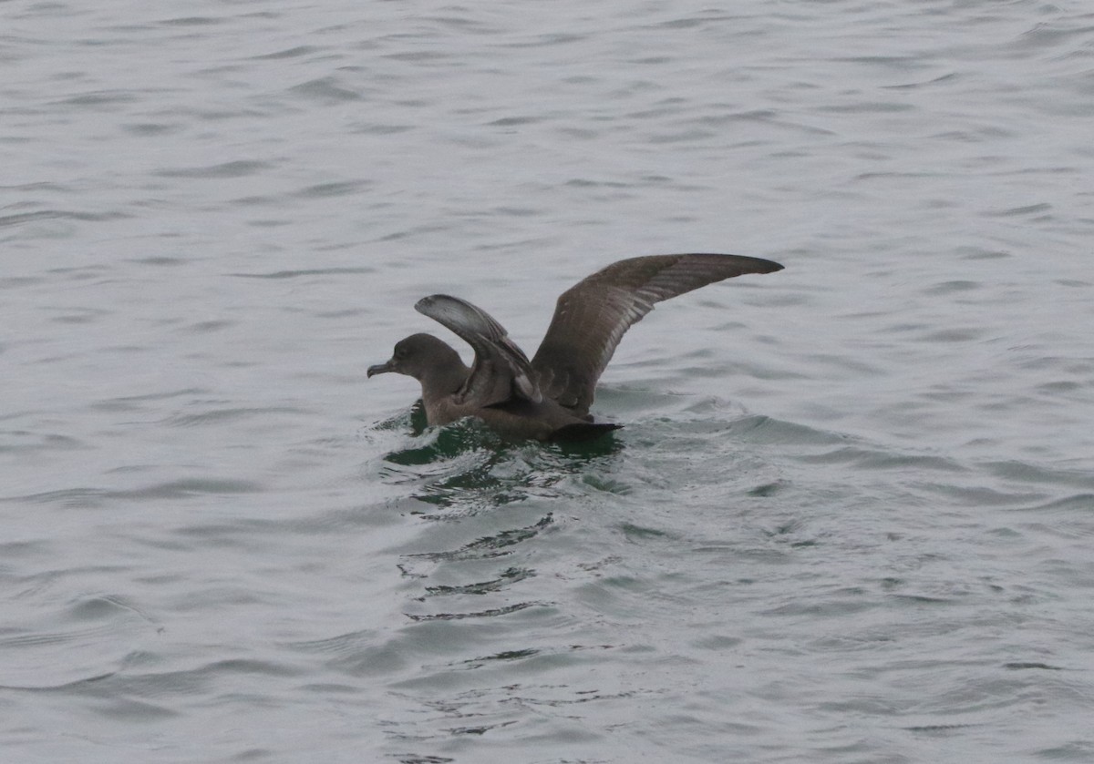 Sooty Shearwater - Jasper Barnes