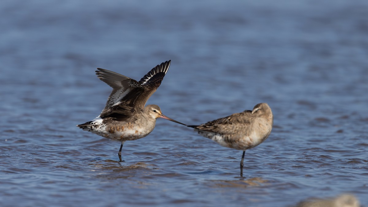 Hudsonian Godwit - ML624082166