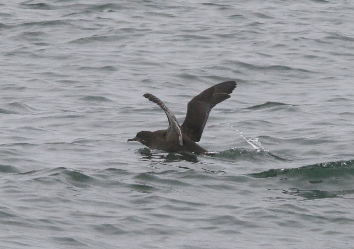 Sooty Shearwater - Jasper Barnes