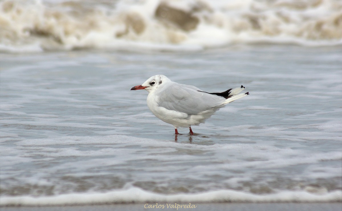 Brown-hooded Gull - ML624082170