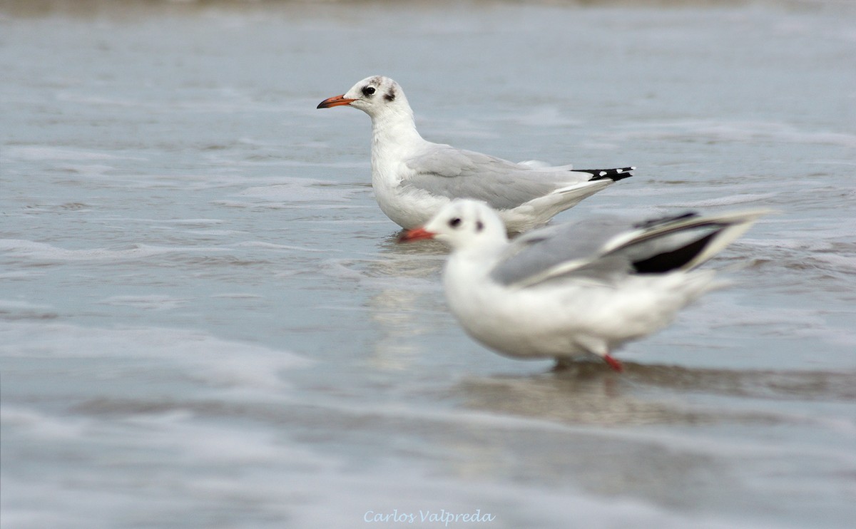 Brown-hooded Gull - ML624082177