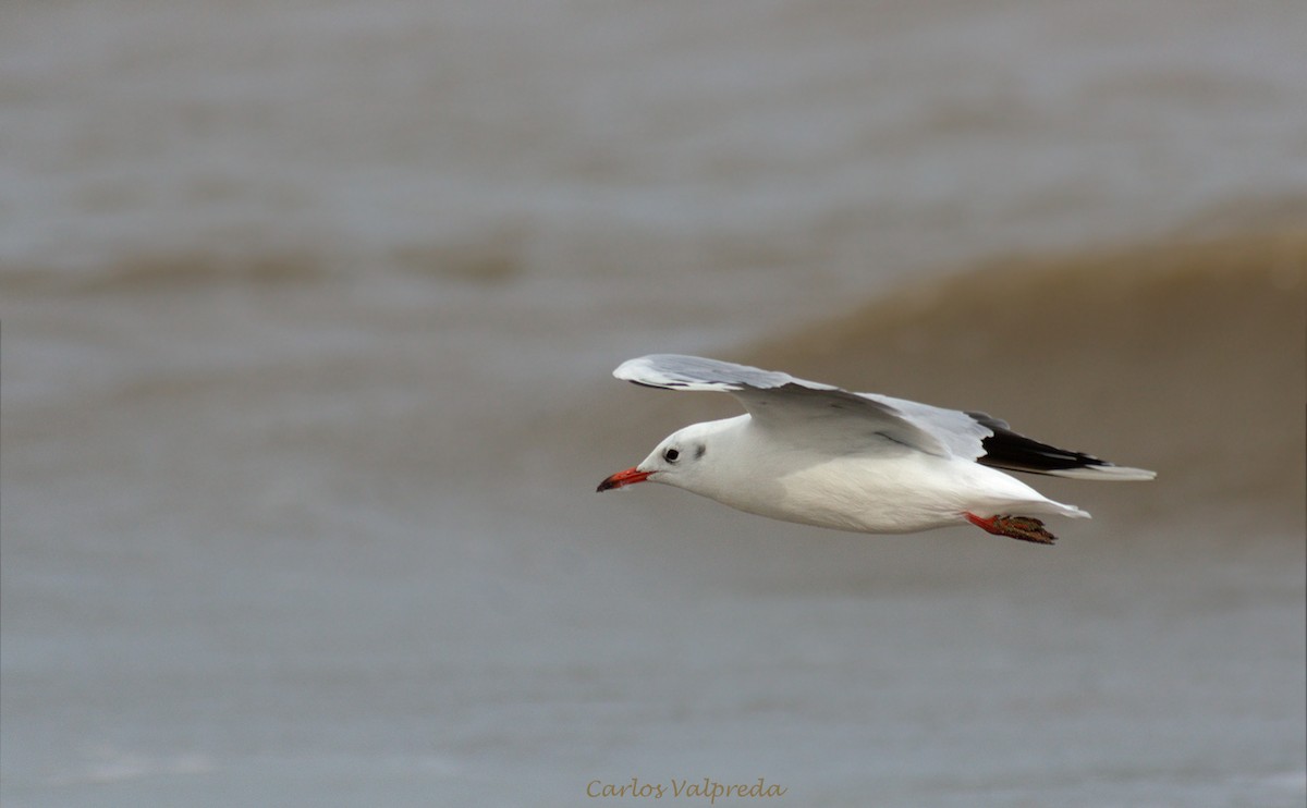 Brown-hooded Gull - ML624082182