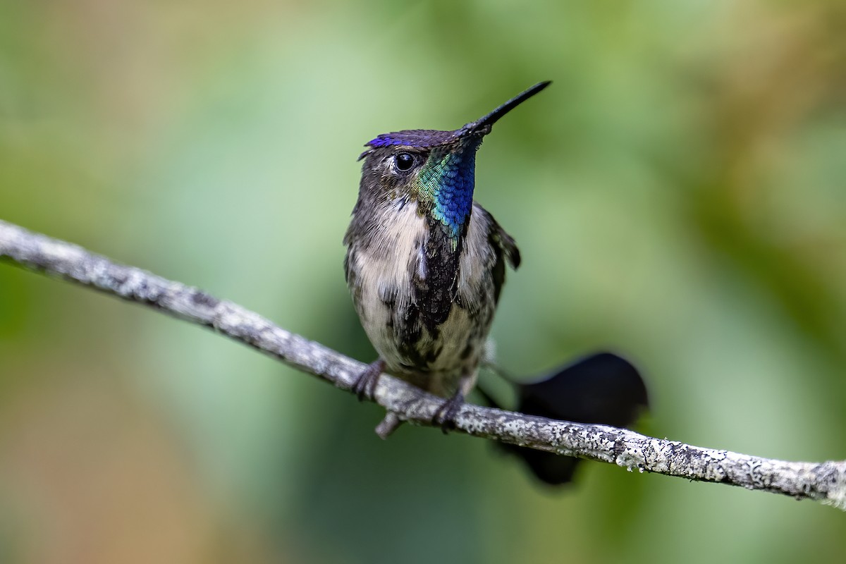 Marvelous Spatuletail - ML624082190