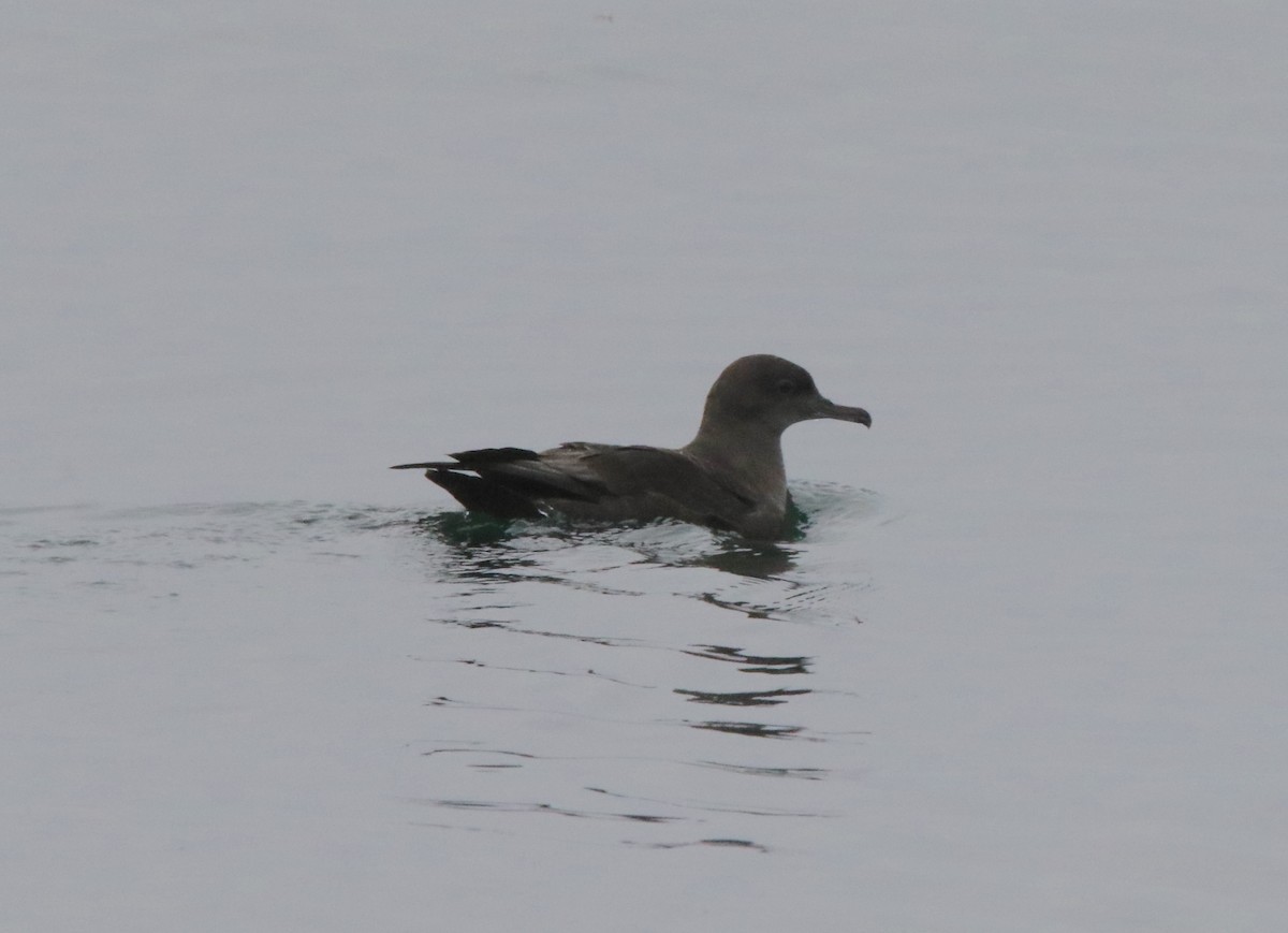 Sooty Shearwater - ML624082198