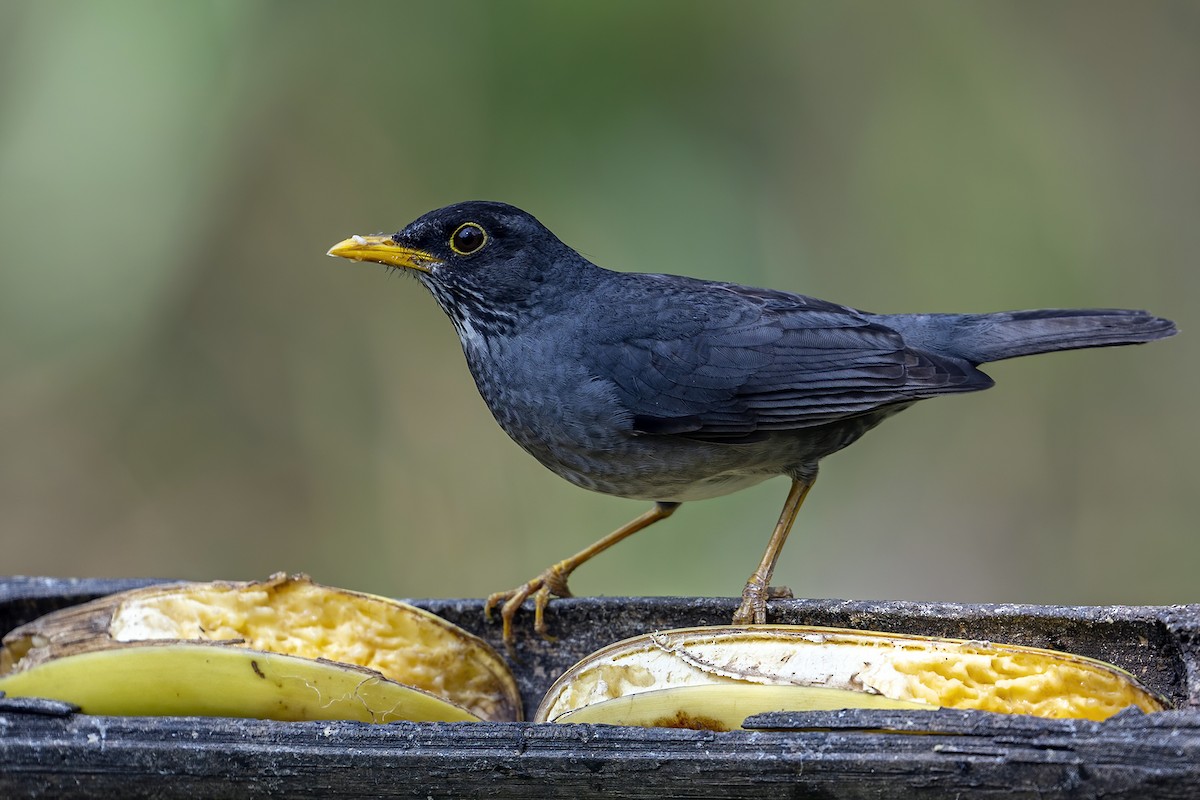 Andean Slaty Thrush - ML624082211