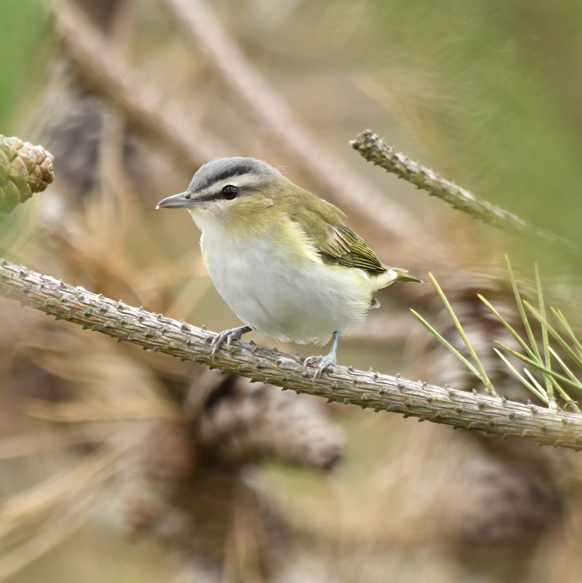 Red-eyed Vireo - ML624082212