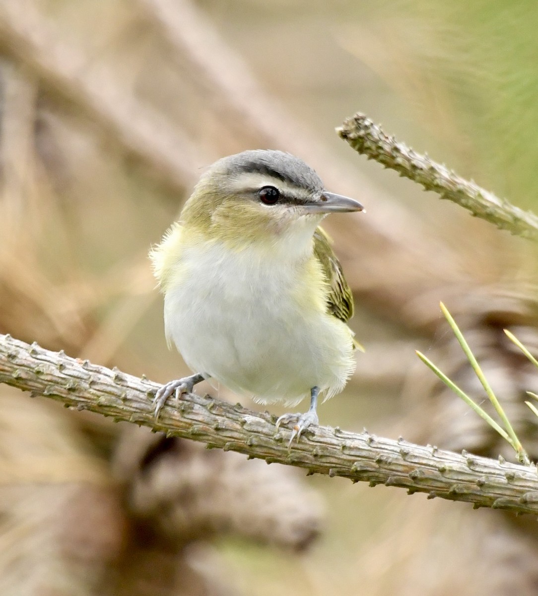 Red-eyed Vireo - ML624082213