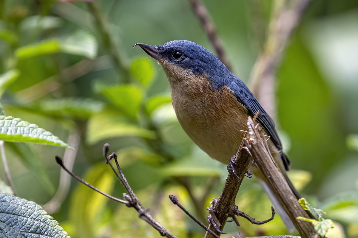 Rusty Flowerpiercer - ML624082216