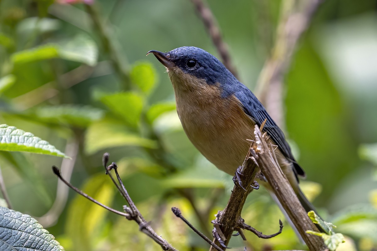 Rusty Flowerpiercer - ML624082217