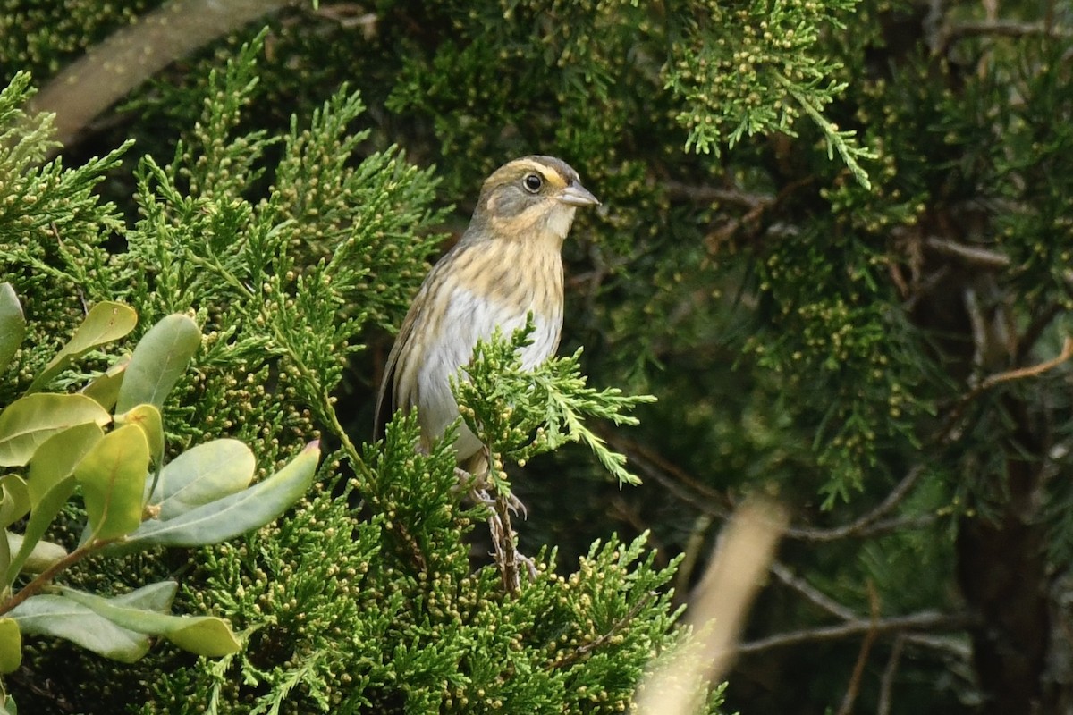 Nelson's Sparrow - ML624082218