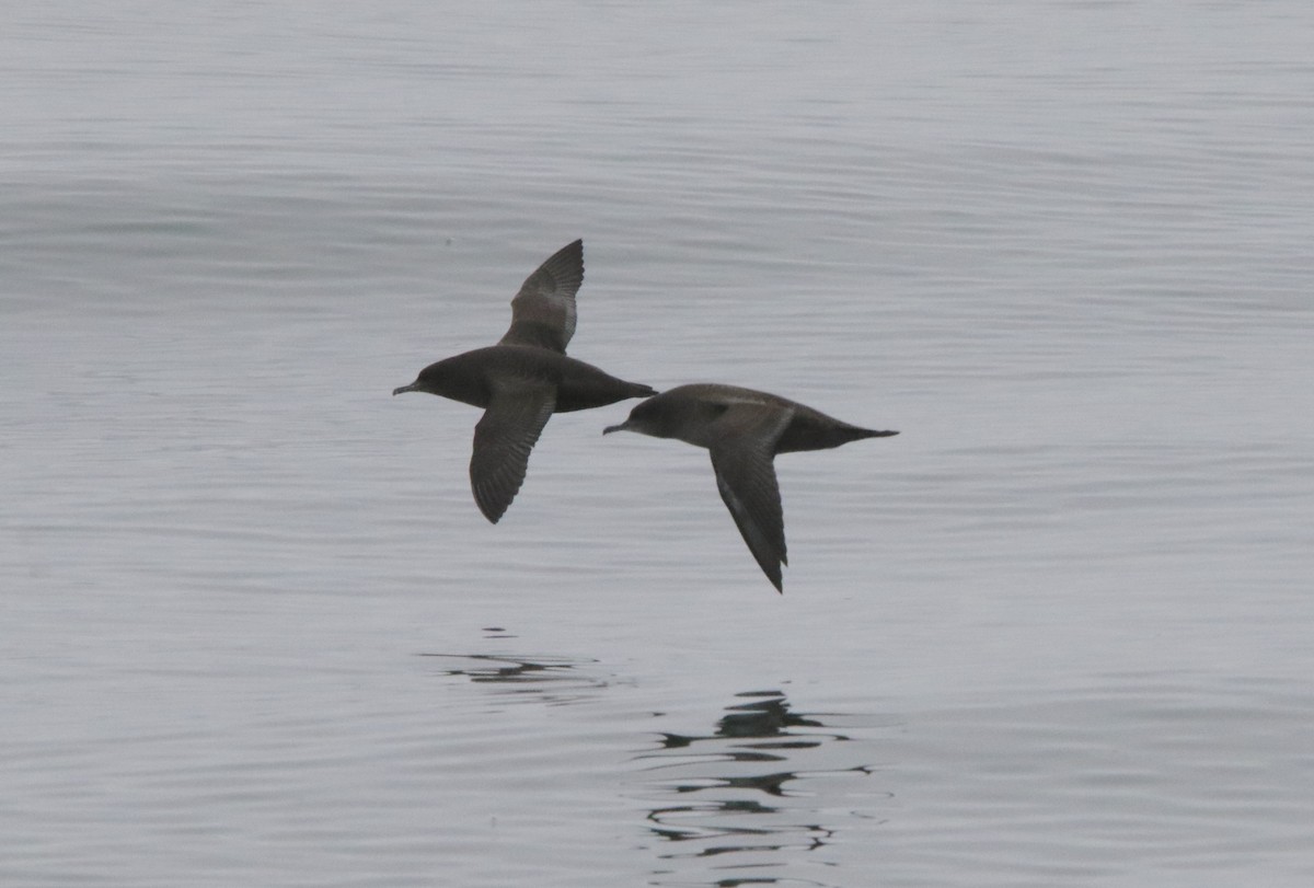 Sooty Shearwater - Jasper Barnes