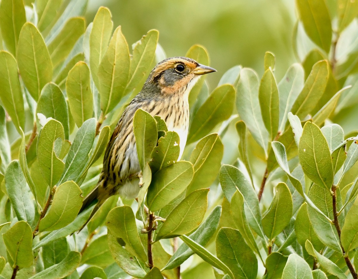 Saltmarsh Sparrow - ML624082233