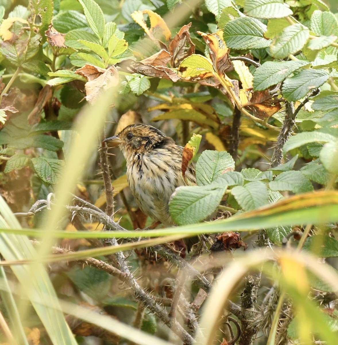 Saltmarsh Sparrow - ML624082234