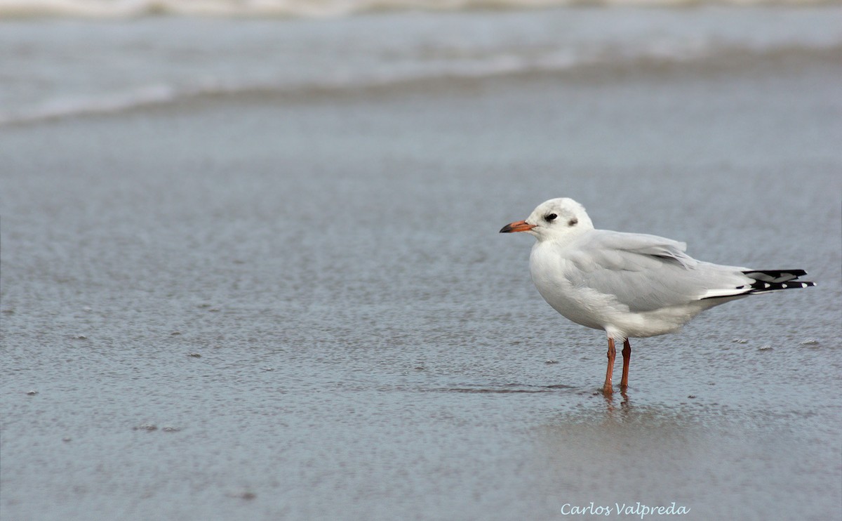 Brown-hooded Gull - ML624082236