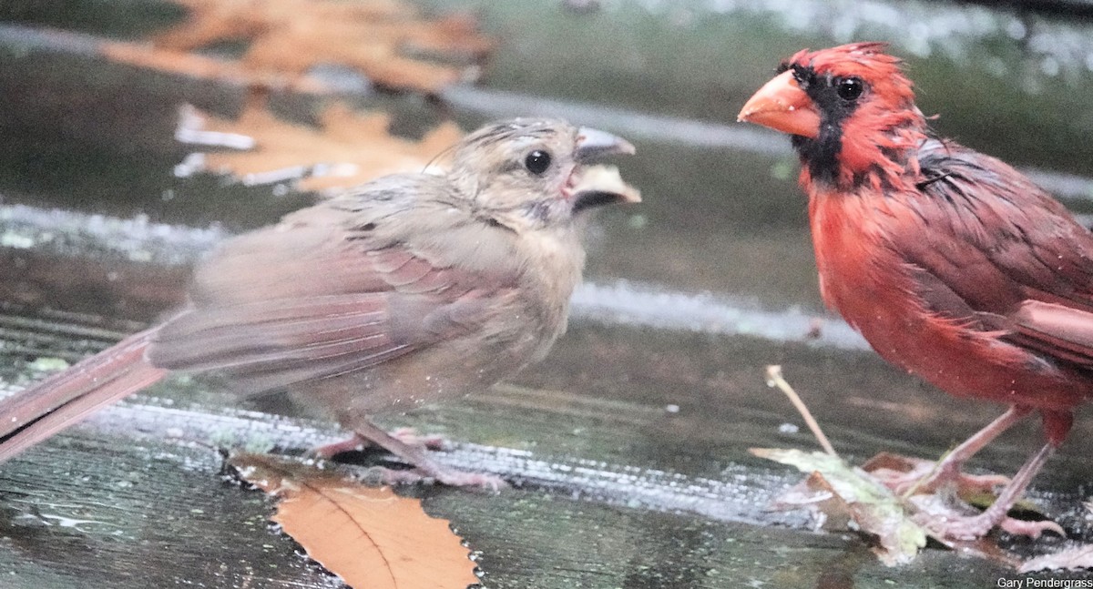 Northern Cardinal - ML624082247