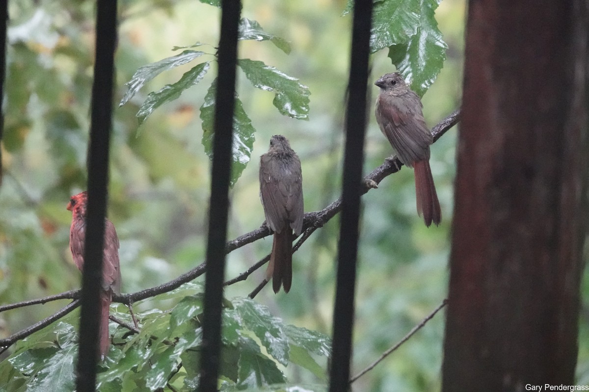 Northern Cardinal - ML624082249