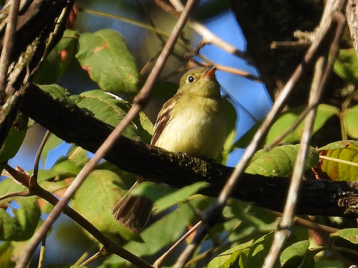 Acadian Flycatcher - Michael Musumeche