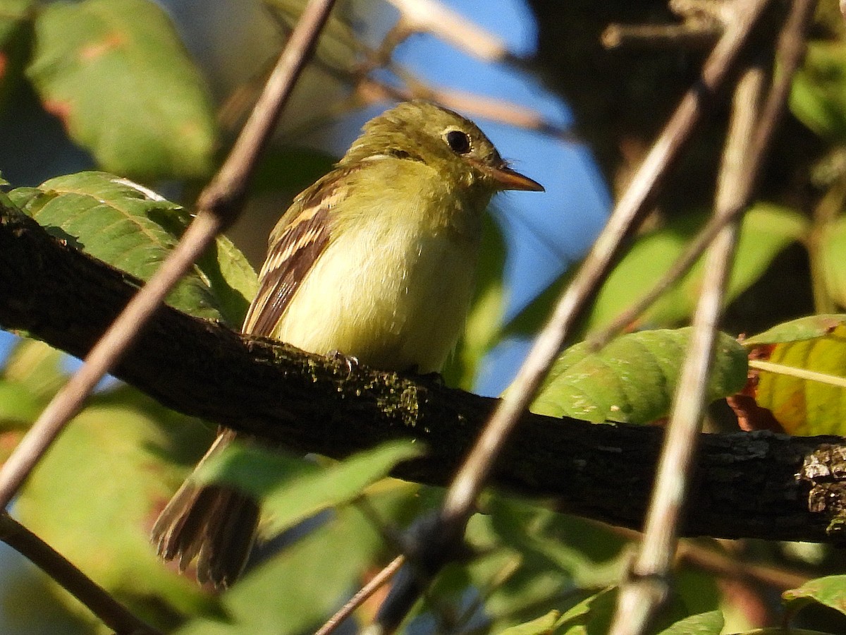 Acadian Flycatcher - ML624082260