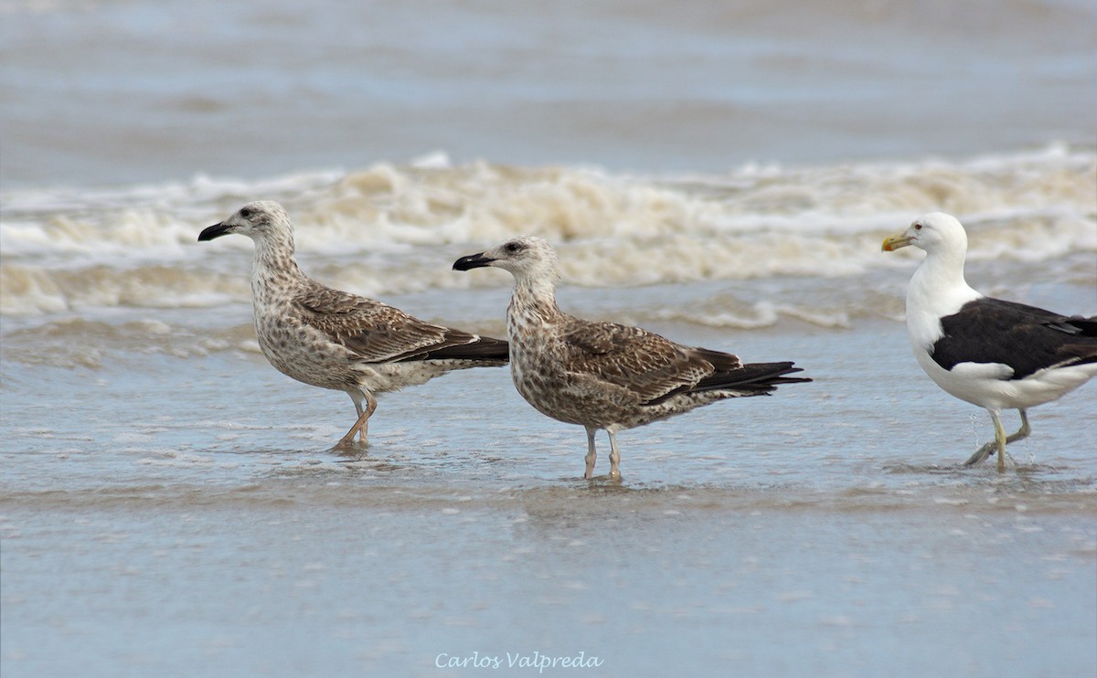 Kelp Gull - ML624082261