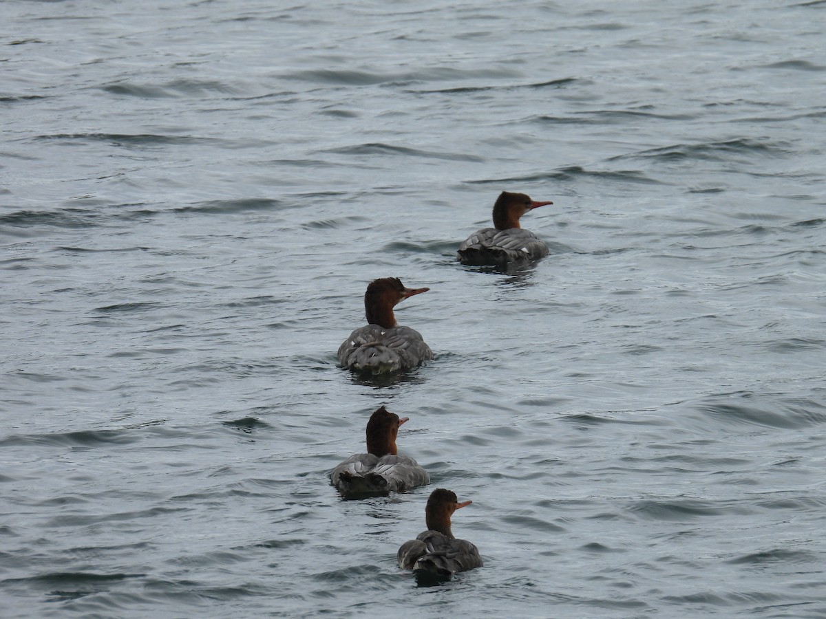 Common Merganser - Morgan Bell