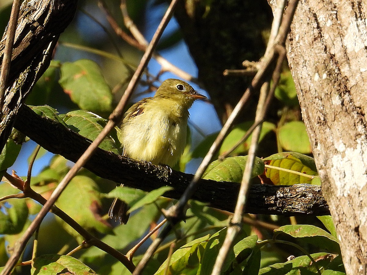 Acadian Flycatcher - ML624082263