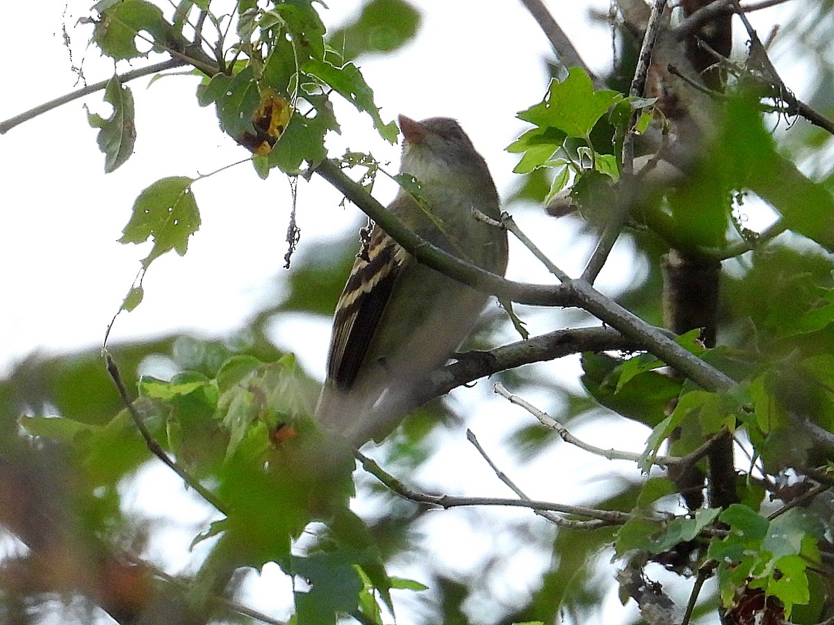 Empidonax sp. - ML624082264