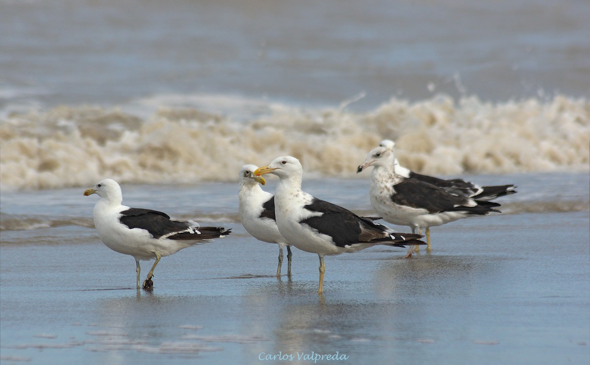 Kelp Gull - ML624082265