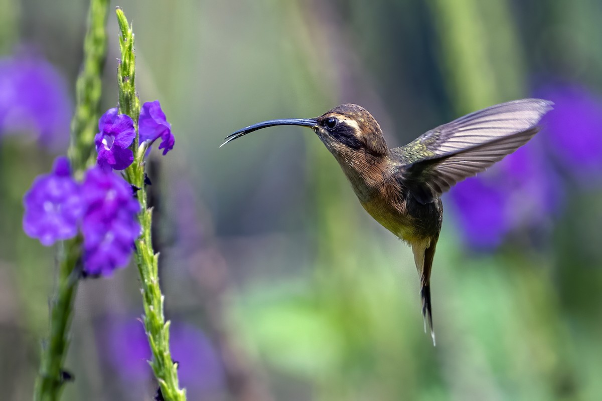 Gray-chinned Hermit - ML624082268