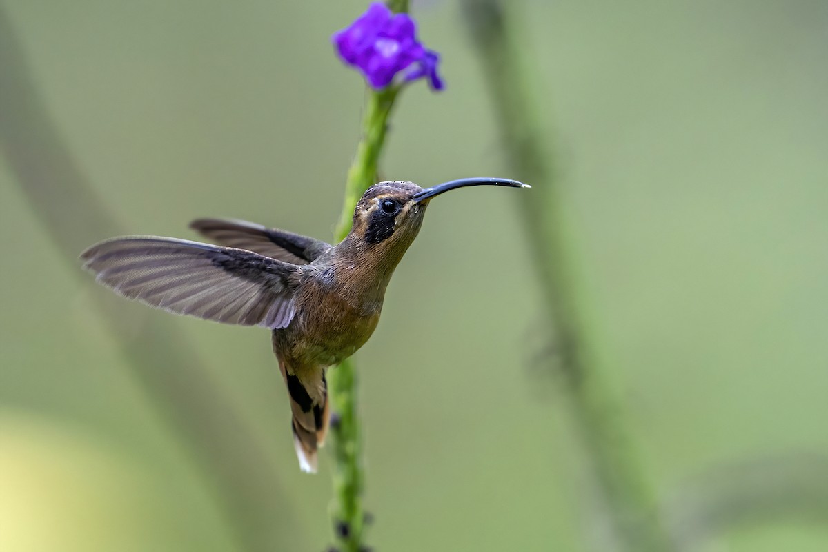 Gray-chinned Hermit - ML624082269