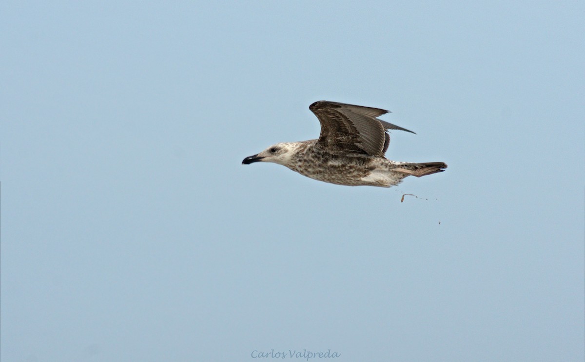 Kelp Gull - ML624082270