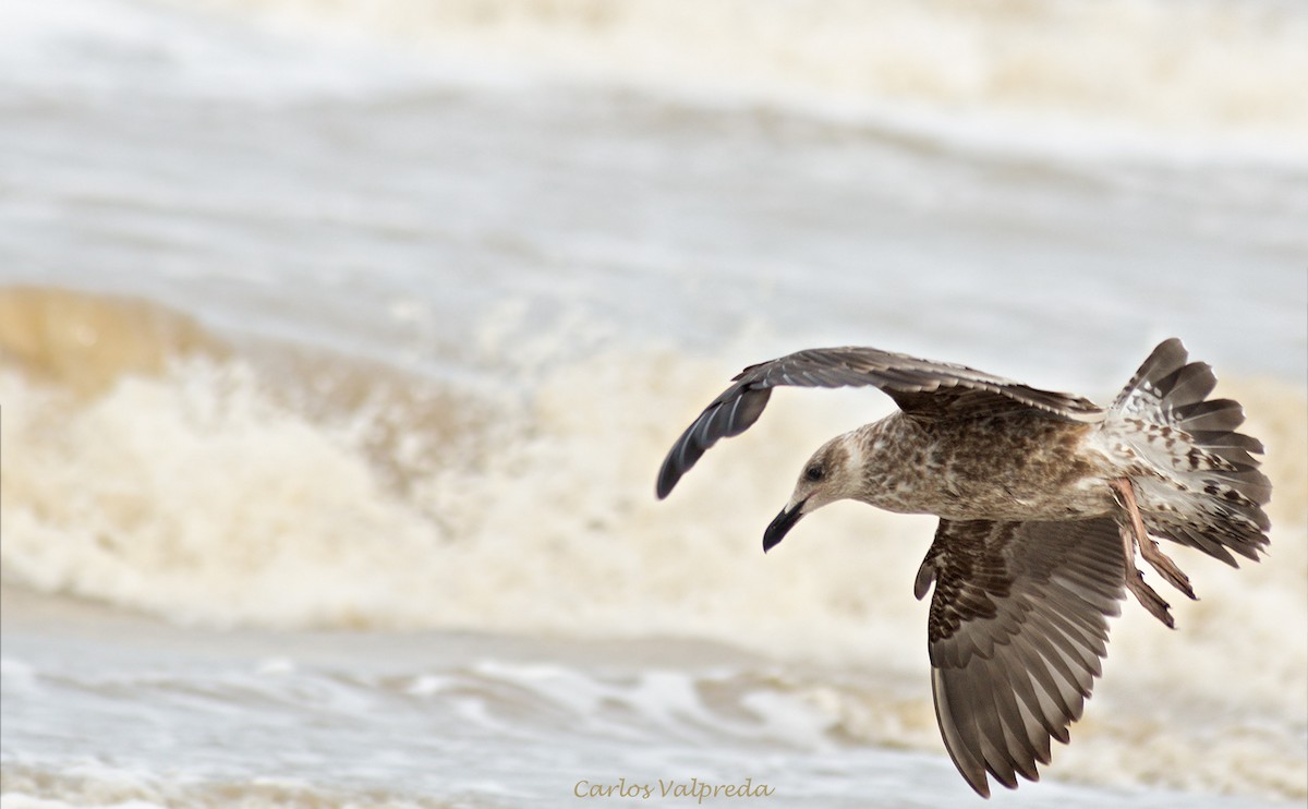 Kelp Gull - ML624082272