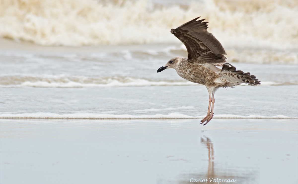 Kelp Gull - ML624082276