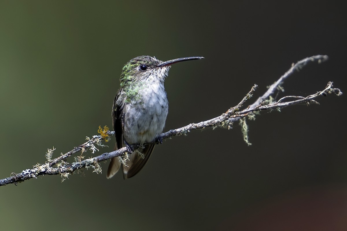 White-bellied Hummingbird - ML624082282