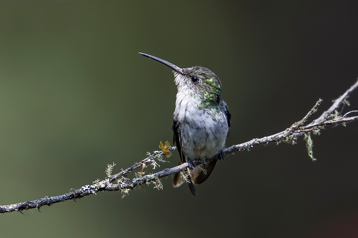 White-bellied Hummingbird - ML624082283